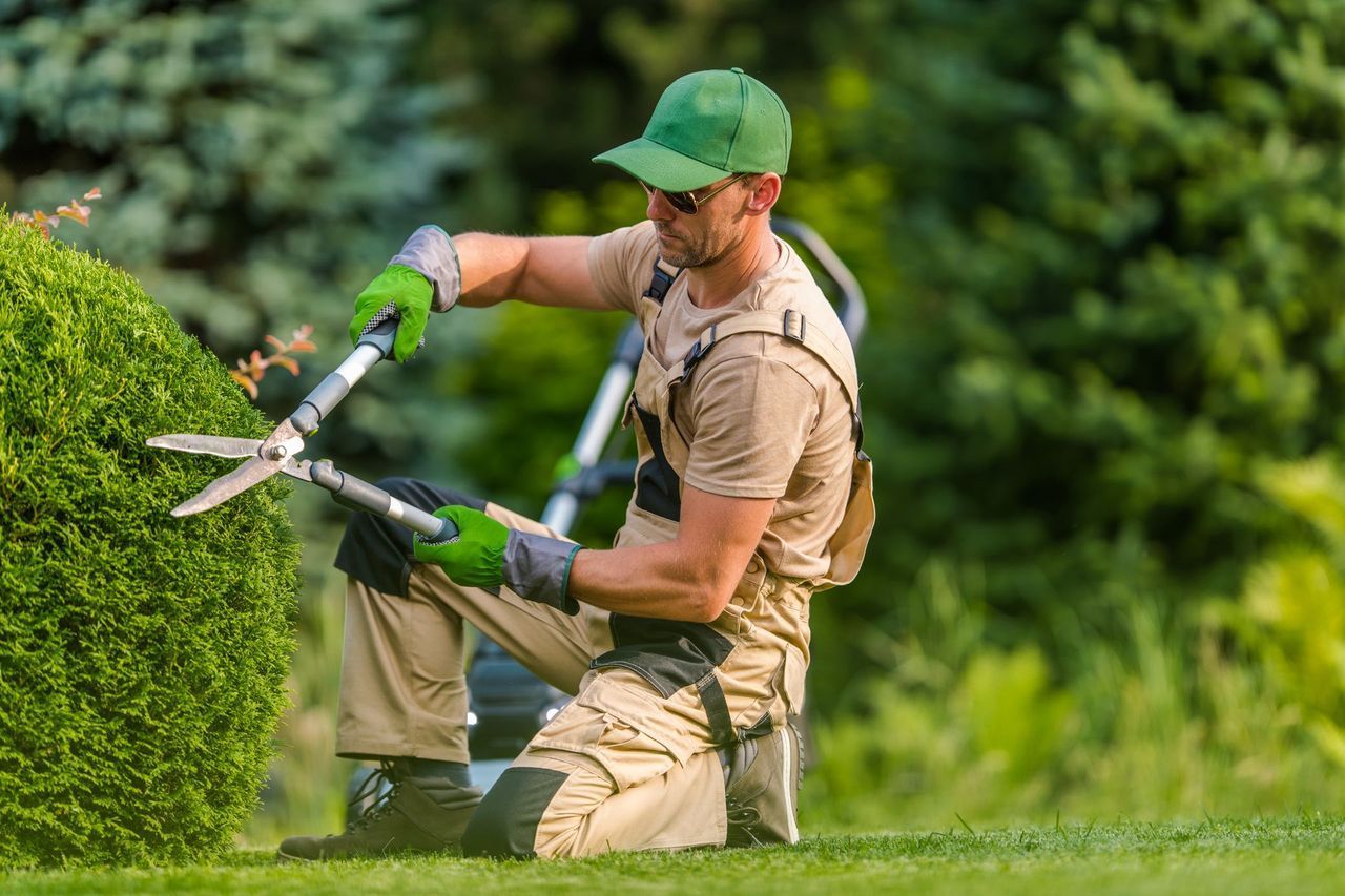 A man is kneeling down and trimming a bush with a pair of scissors.