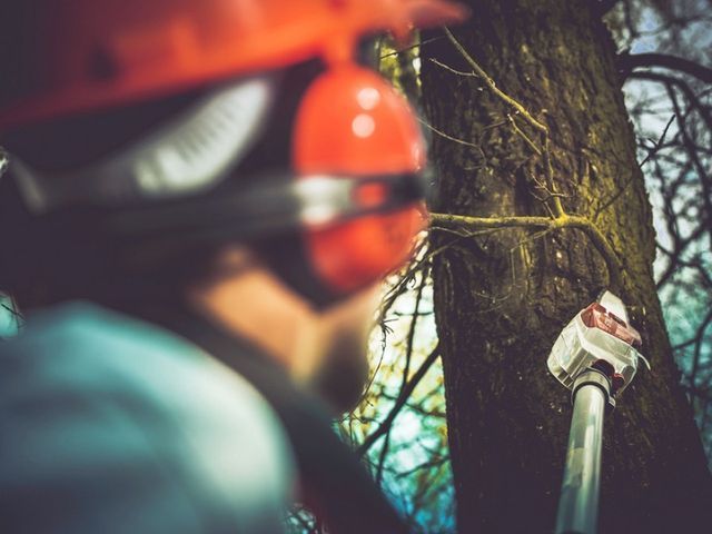 A man wearing a hard hat is cutting a tree