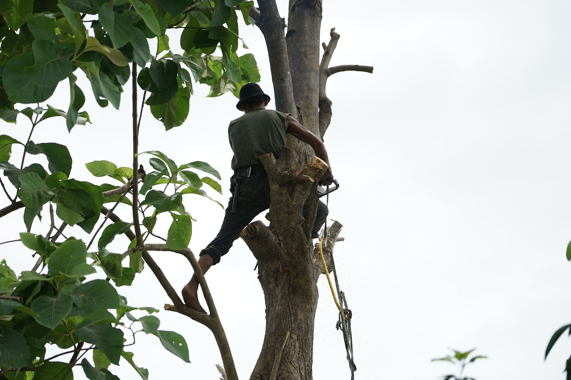 A man is climbing a tree with a chainsaw.