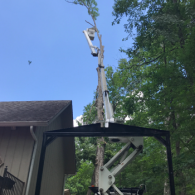 tree removal with crane
