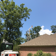 tree crane service