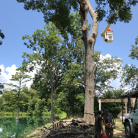 tree removal with crane