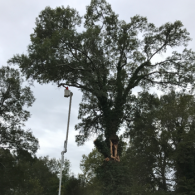 tree trimming with crane