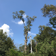 tree services