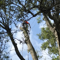 tree removal