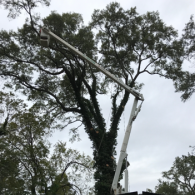 tree removal