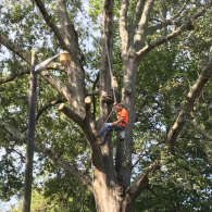 tree removal