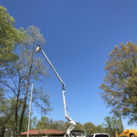 tree trimming with crane