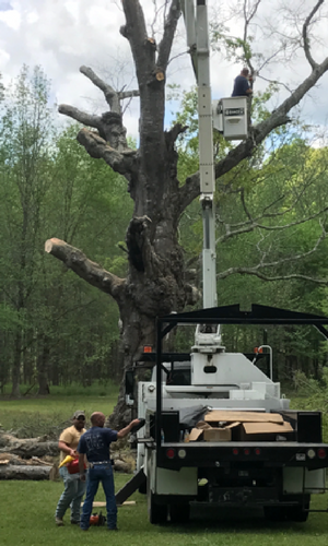 tree removal with crane