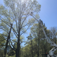 tree service with crane