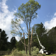 tree services