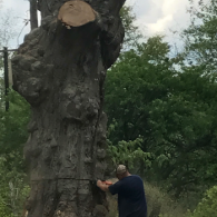 tree removal