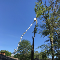 tree services with crane
