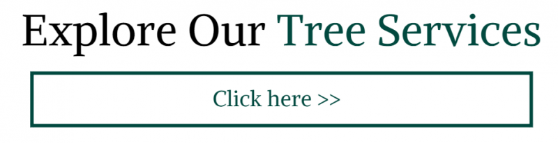 explore our tree services
