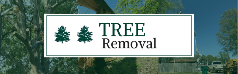 tree removal