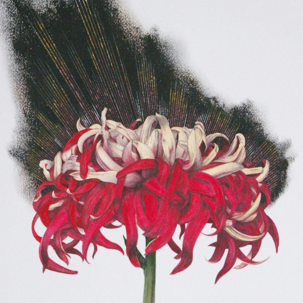 A close up of a red flower with a black feather in the background