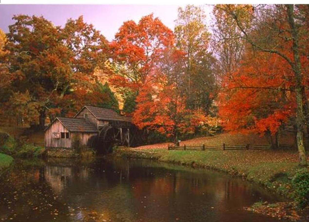 A house in the middle of a forest next to a lake