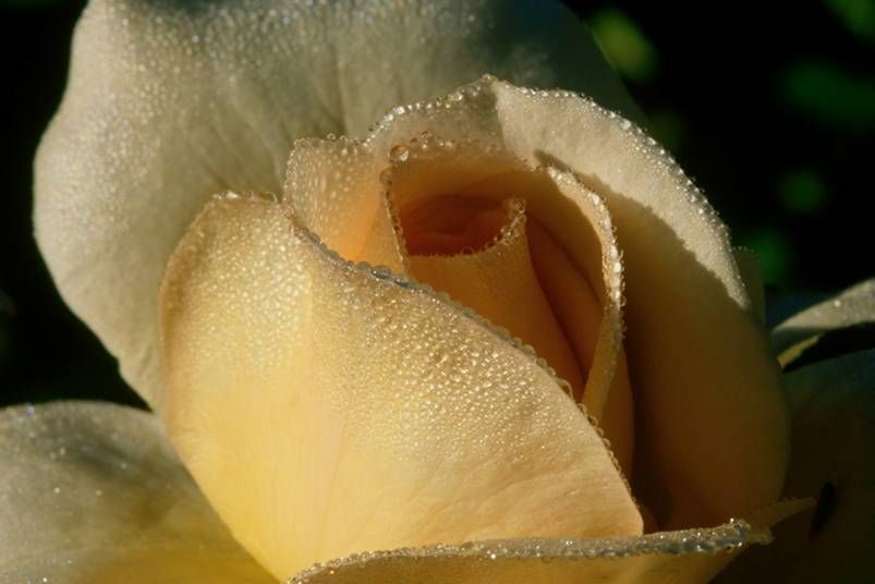 A close up of a yellow rose with water drops on the petals.