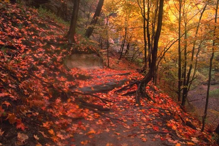 A path in the woods covered in leaves in autumn