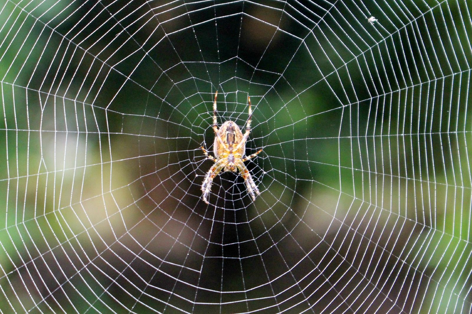 A spider is sitting in the middle of a spider web.