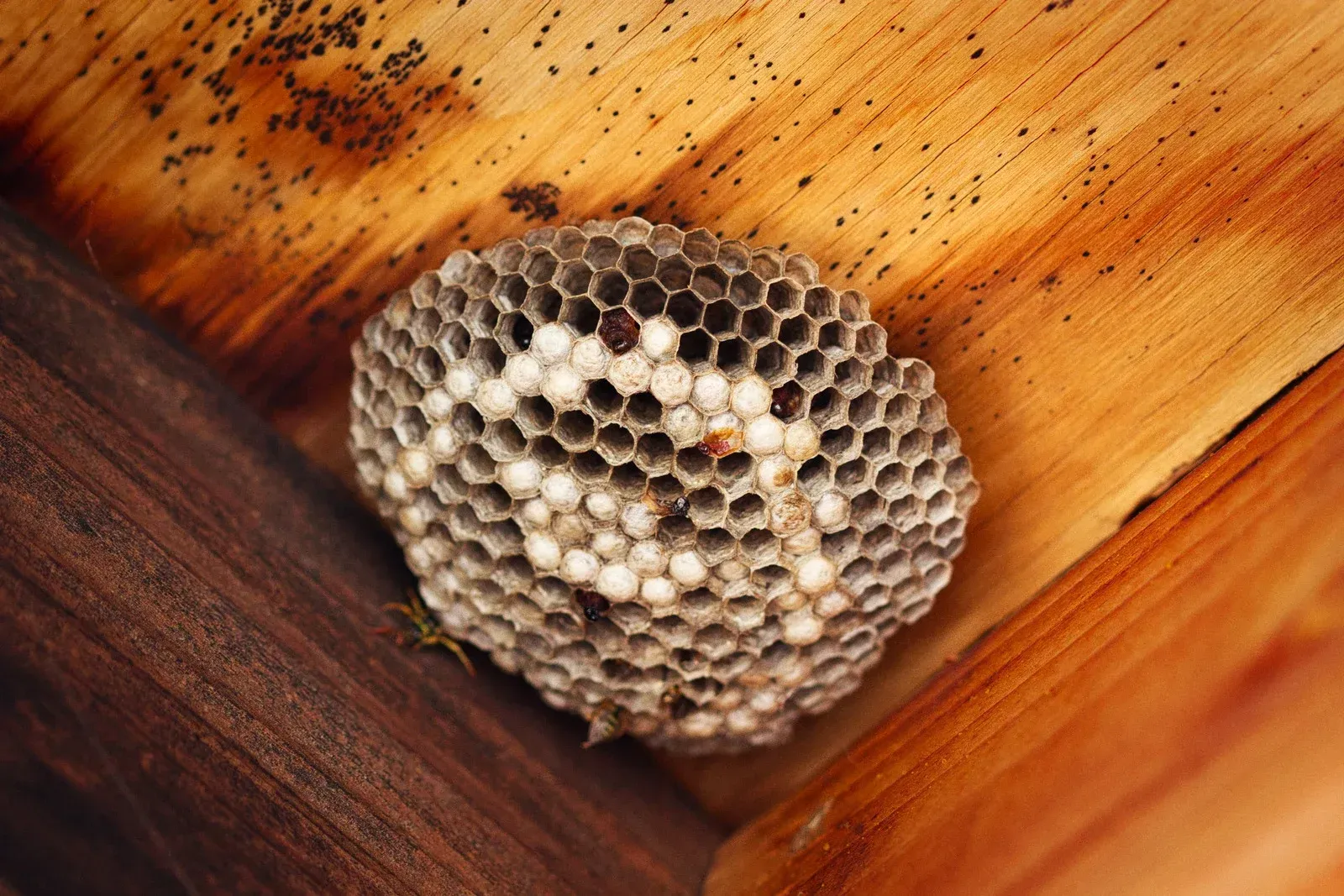 A close up of a wasp nest on a wooden surface.