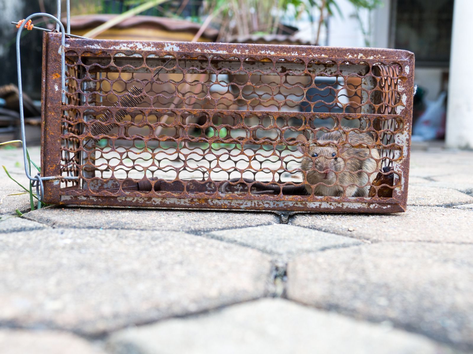 A mouse is in a rusty cage on the ground.