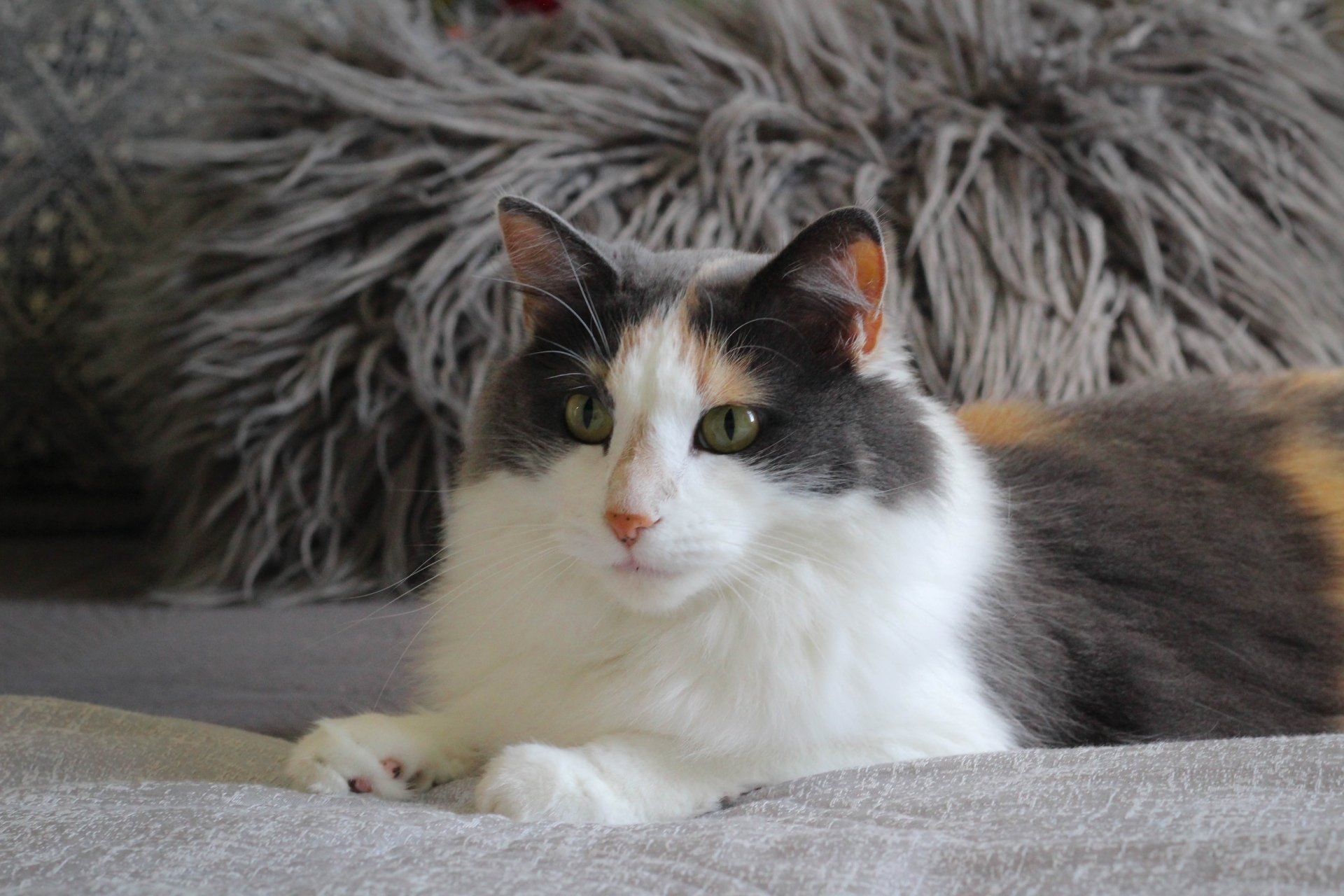 Cat Photo  - Pet Friendly Section