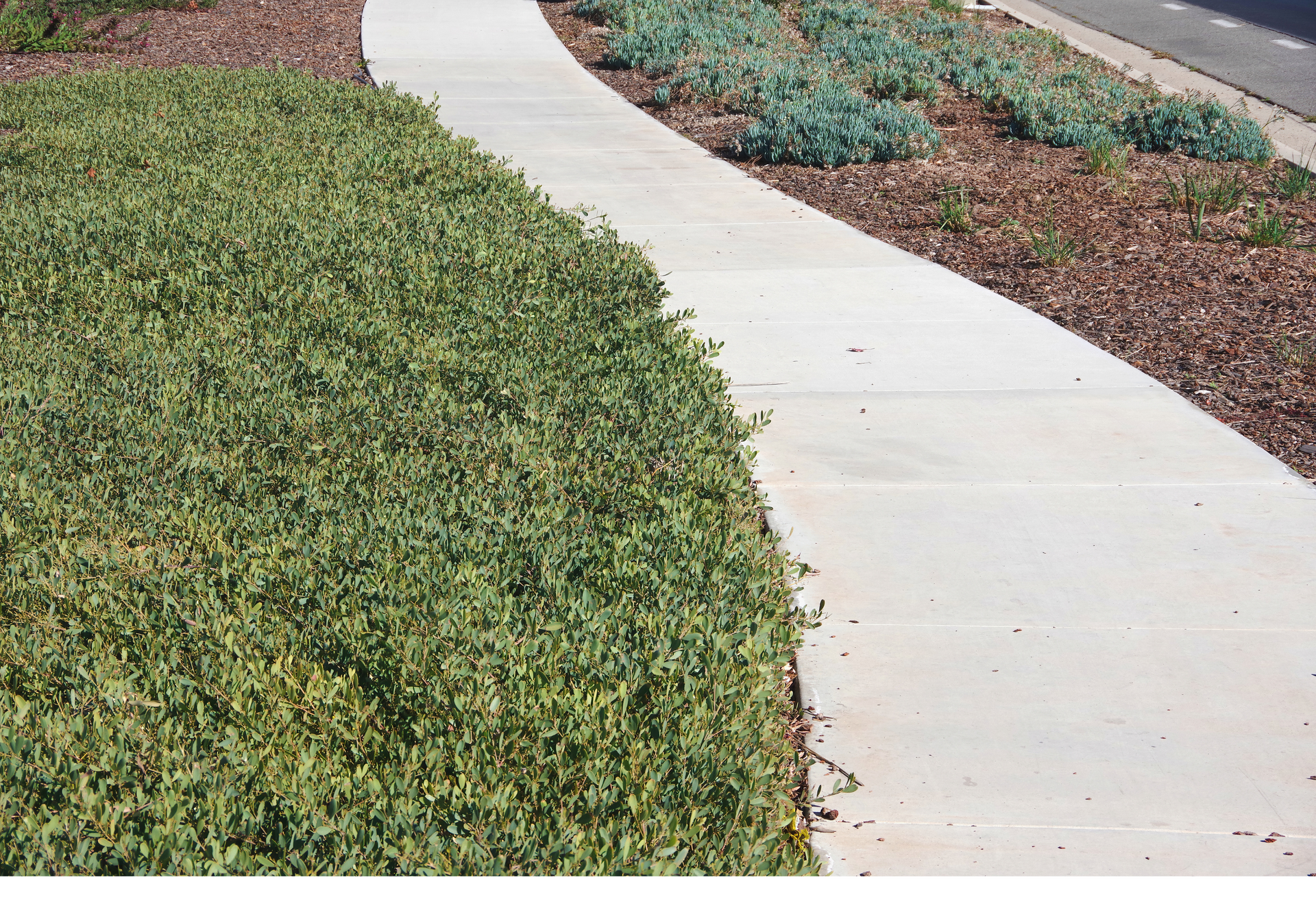 A concrete walkway going through a lush green field