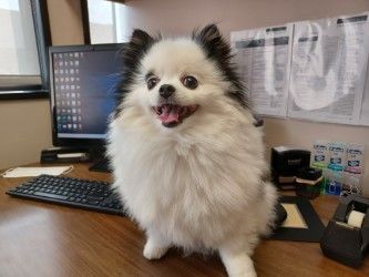 Millie, Licensed Therapy Dog