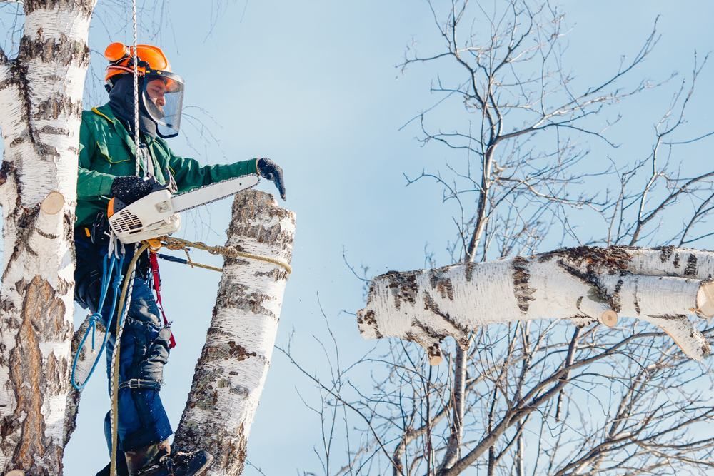 A Man Is Cutting A Tree Branch With A Chainsaw — Caterpillar Tree Services In Daruka, NSW