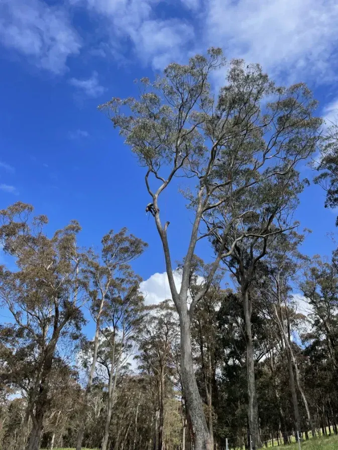 A Person Is Climbing A Tree In The Middle Of A Forest — Caterpillar Tree Services In Tamworth, NSW