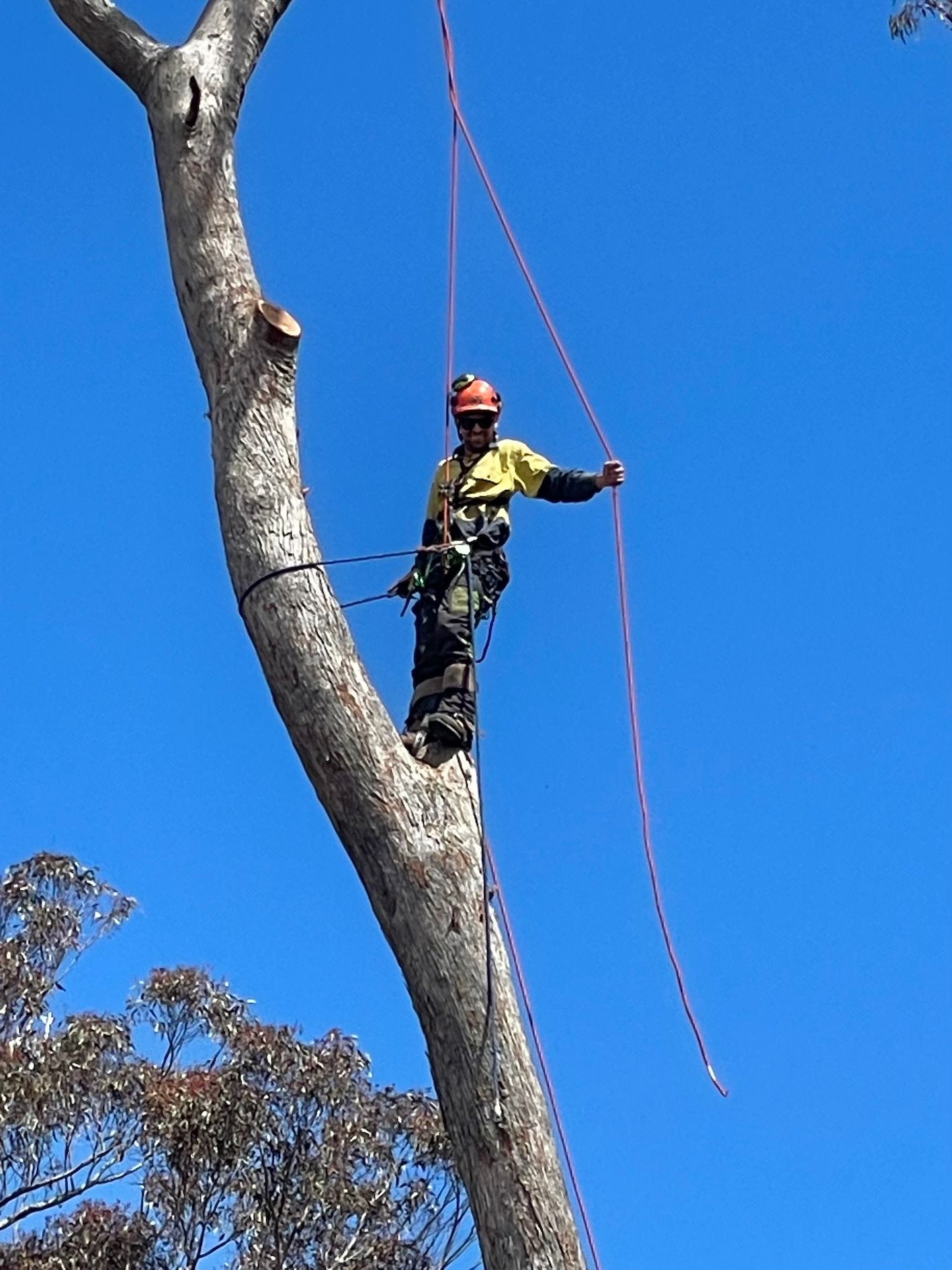Tree Lopper Standing On Tree Whilst Harnessed — Caterpillar Tree Services In Daruka, NSW