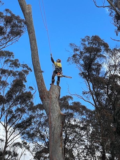 A Man Is Standing On A Cut Part Of Tree Whilst Lopping — Caterpillar Tree Services In Daruka, NSW
