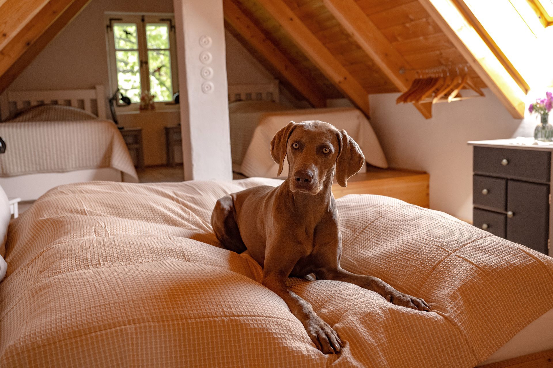 Ein Hund liegt auf einem Bett in einem hellen, gemütlichen Dachzimmer.