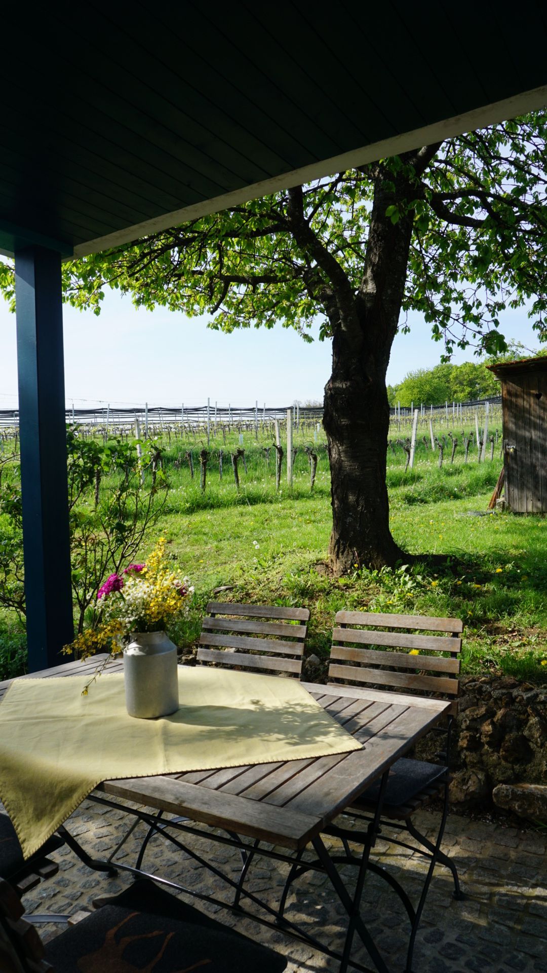 Ein Tisch ist unter einer Veranda gedeckt, im Hintergrund ein Weinberg und ein Baum. Sonniger Tag.