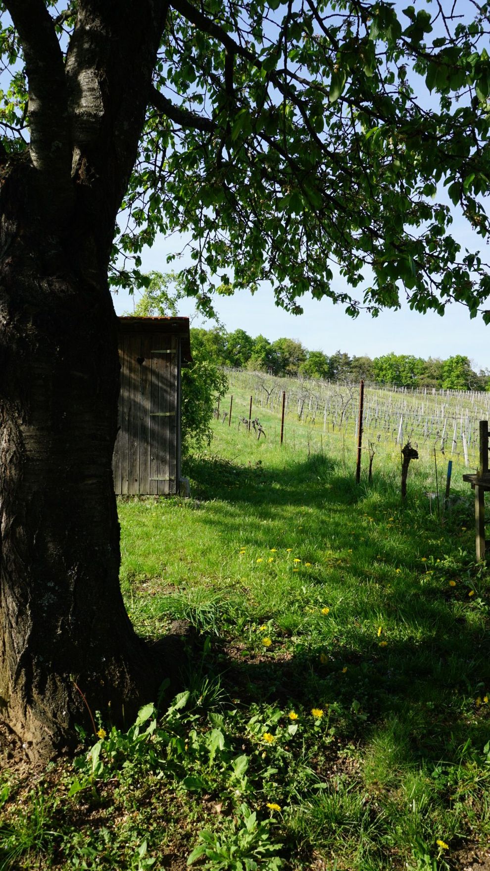 Ein Baum wirft einen Schatten auf grünes Gras, der zu einem Holzgebäude und einem Weinberg unter blauem Himmel führt.