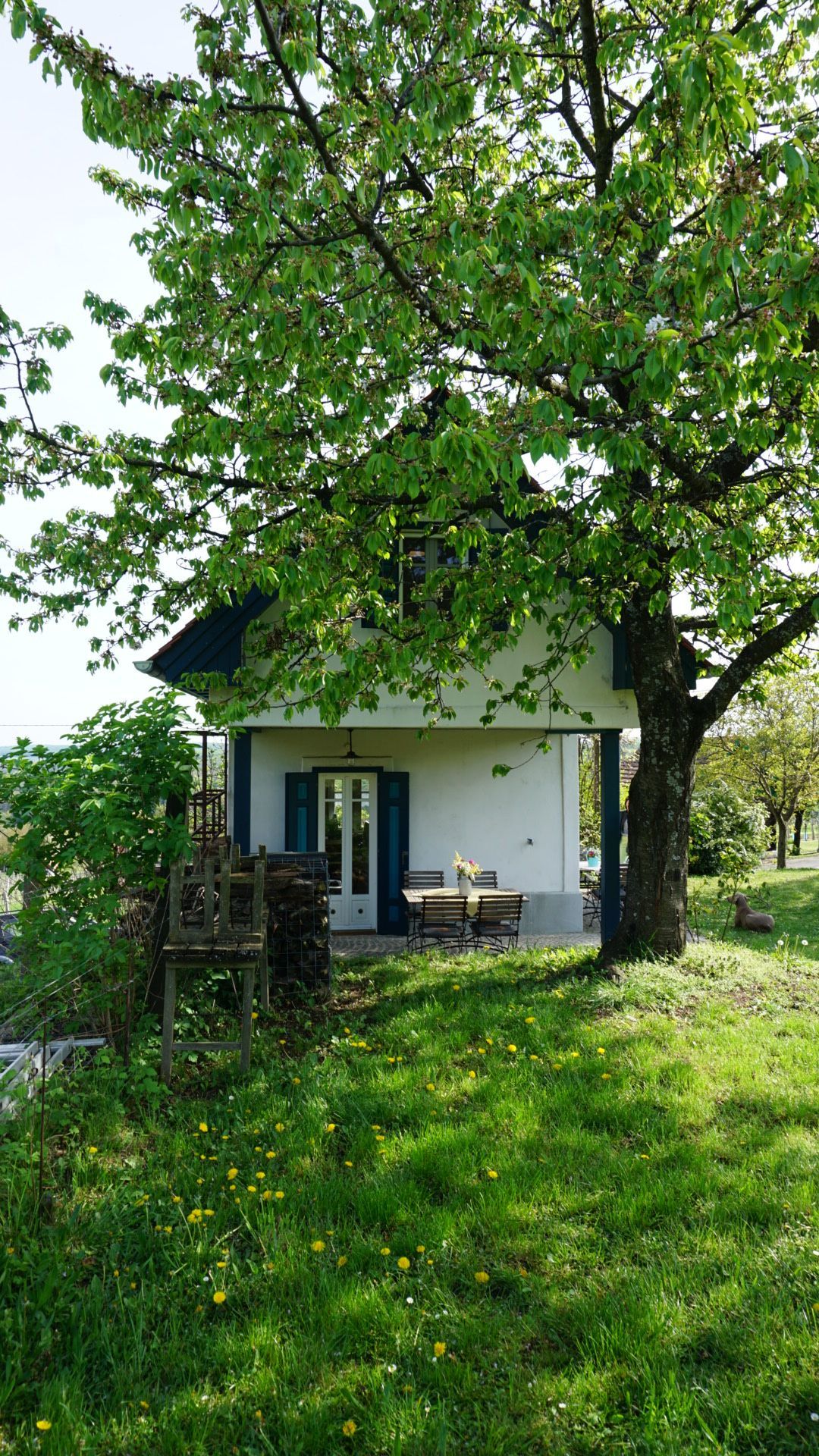 Kleines weißes Häuschen mit blauen Verzierungen, unter einem großen, belaubten Baum, in einem grasbewachsenen Garten.
