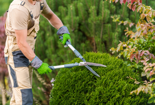 Gärtner schneidet mit einer Schere einen grünen Busch. Er trägt Handschuhe und Arbeitskleidung in einer Gartenumgebung.