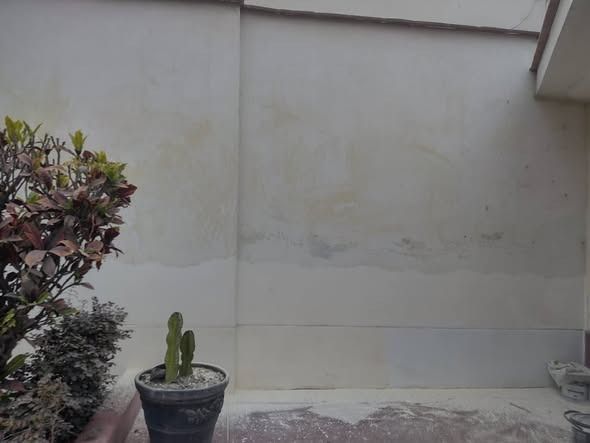 Pared con un cactus en maceta y follaje a la izquierda. Pared blanca y canela. Suelo de cemento.