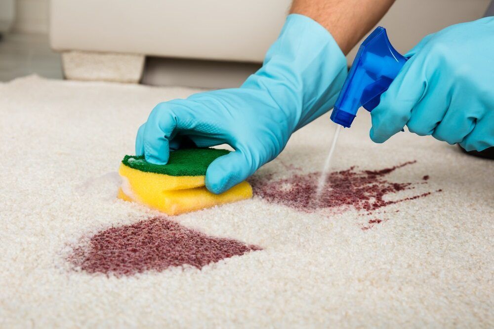 Gloved Hands Spraying Cleaner and Scrubbing a Red Stain — Broadbeach Carpet Cleaning In Burleigh Heads, QLD