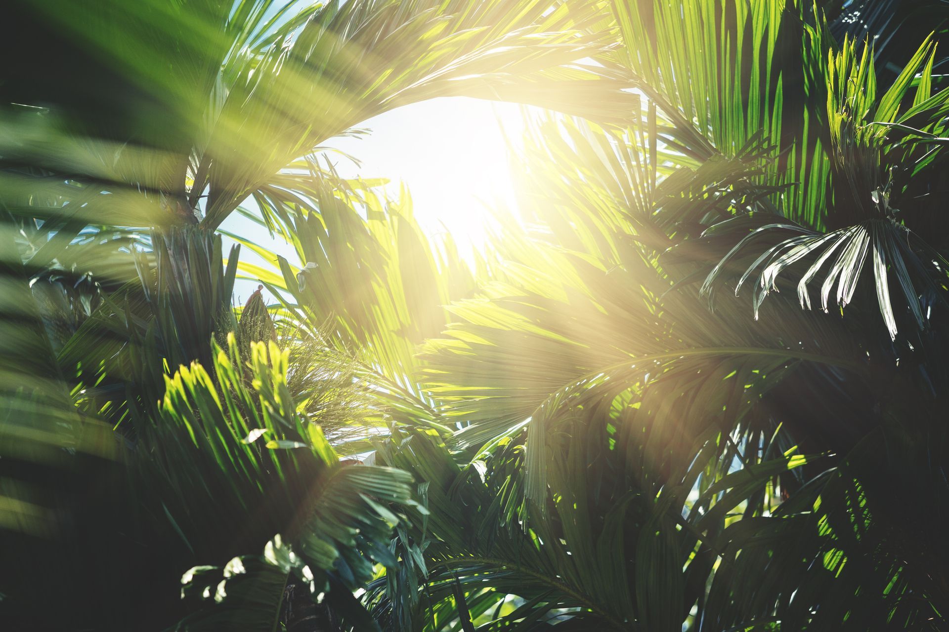 The sun is shining through the leaves of a palm tree.