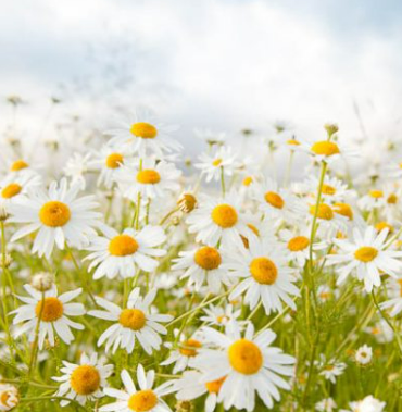 White cherry blossoms on brown branches against a blurry blue sky.