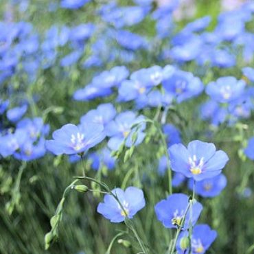 Close-up of an orange and pink rose in a garden of colorful roses.
