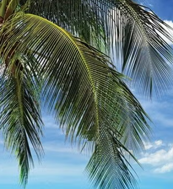 Ginkgo biloba leaves, bright green, growing from a brown branch.
