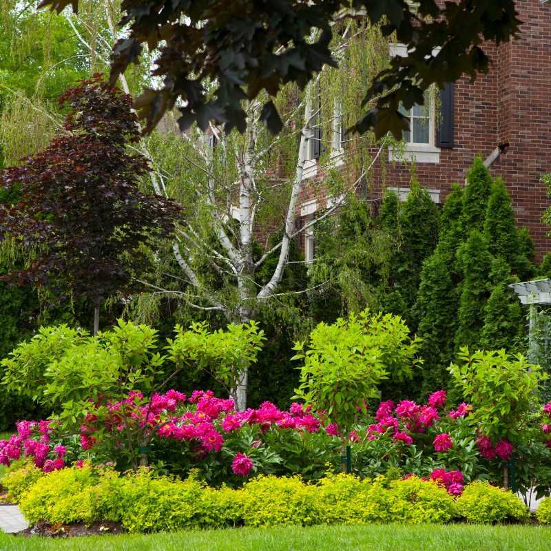 a lush green garden with pink flowers and trees in front of a brick house