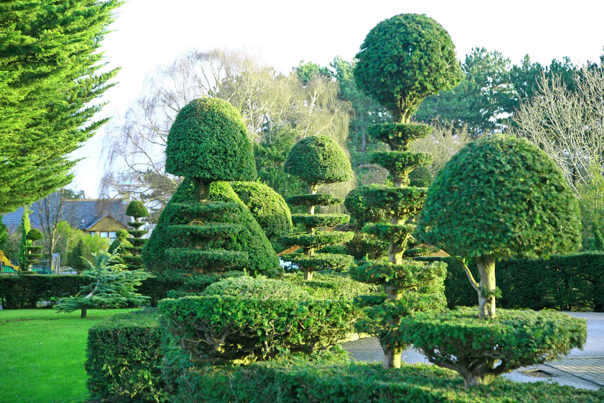 topiary-trees