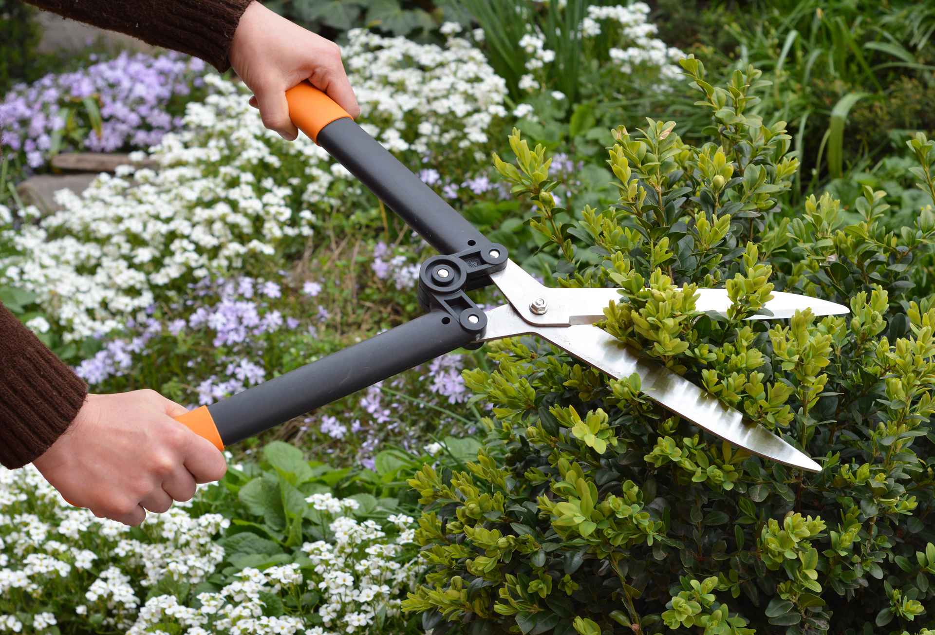 trimming-bush