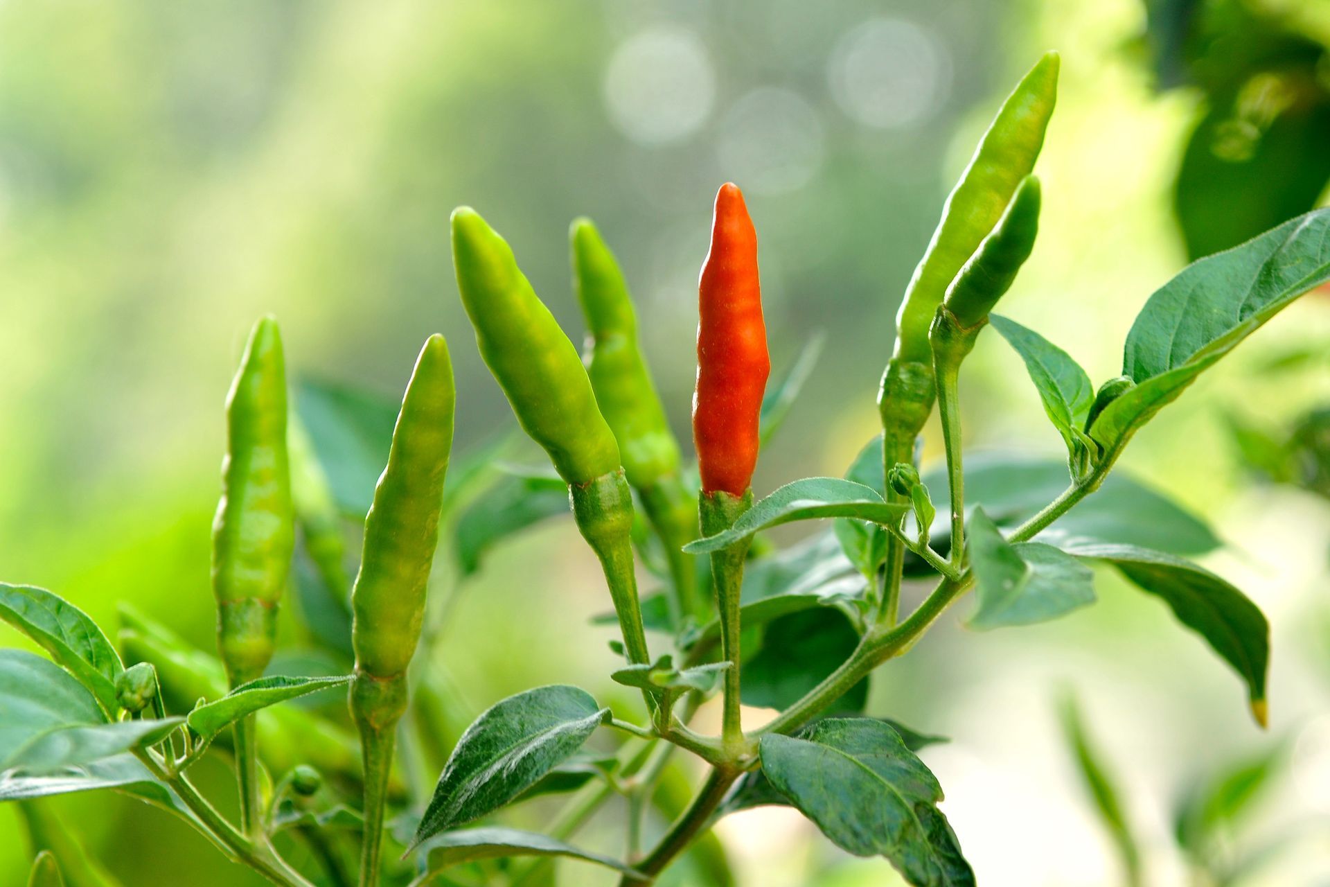 Chili peppers growing on a plant, some green, one red, against a blurry green background.