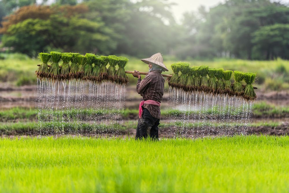 man in rice field