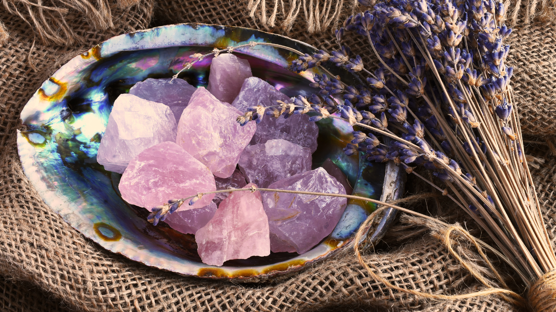 a sea shell filled with purple crystals and lavender flowers .
